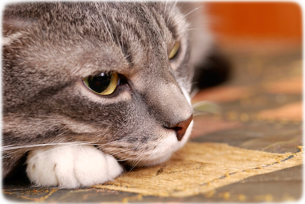 how to euthanize a at home with medication hospice care for pets ensuring your or cat s quality of how to euthanize a at home with medication hospice care for pets ensuring your or cat s quality of